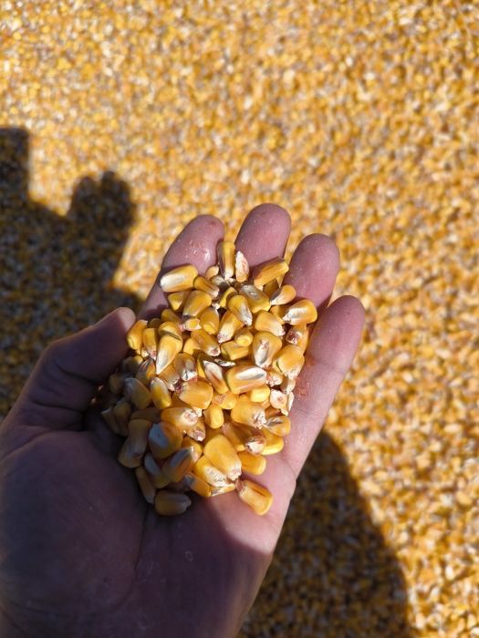 Porumb 1200/t  grâu 1100/t orz 1350/t transport gratuit vrac