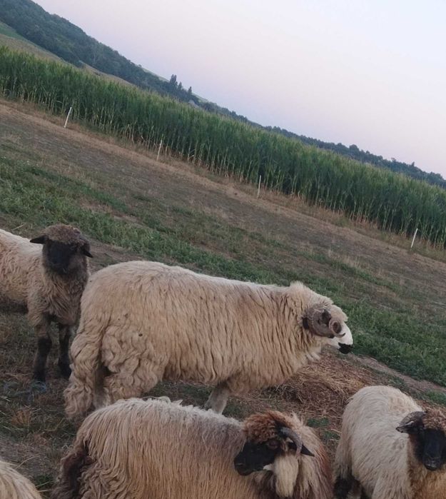 Berbec exemplar de vânzare