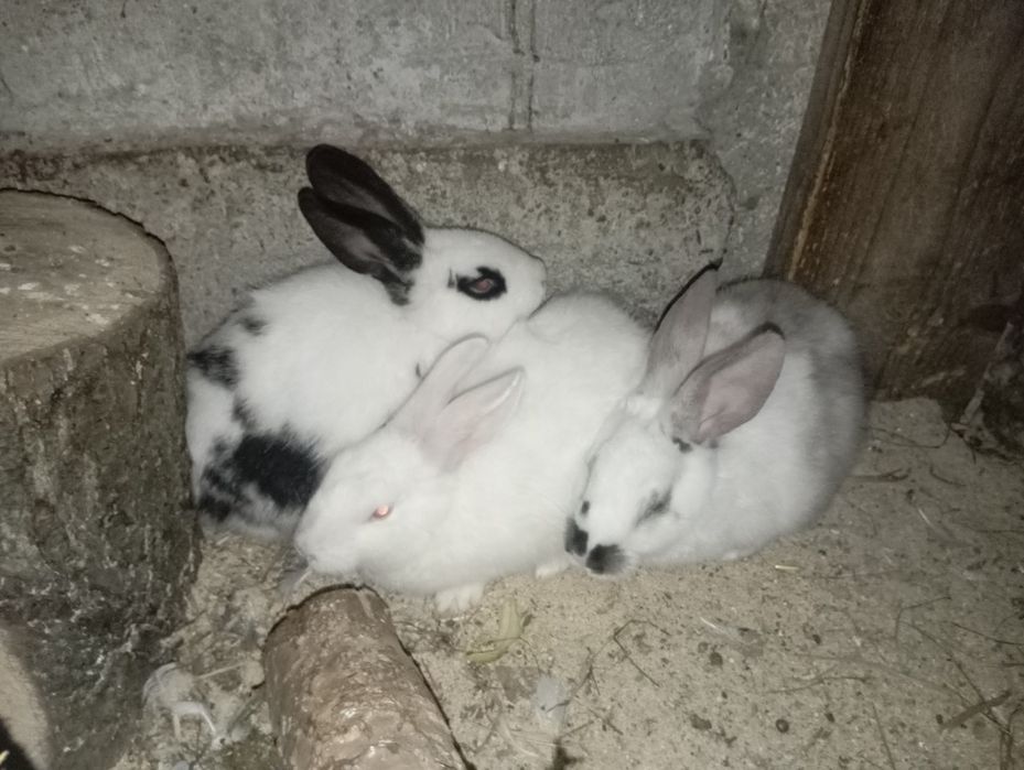 Vând iepurii de casă