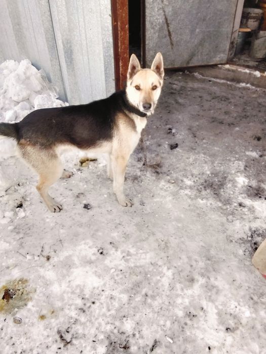 Восточно европейская овчарка кабель