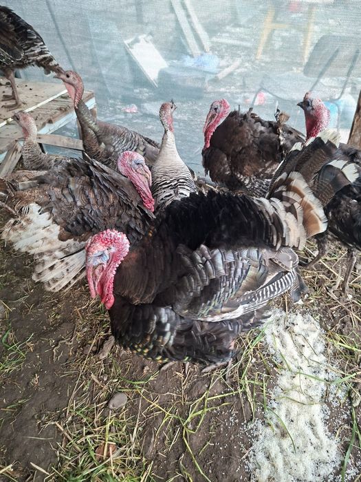 Kurka sotiladi 450mindan erkak kurkalar