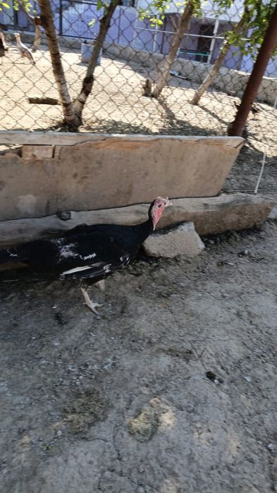 Ундык сатылады Индюк