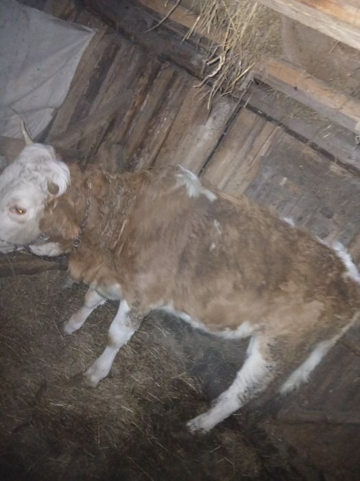 Vând juninca de tinut