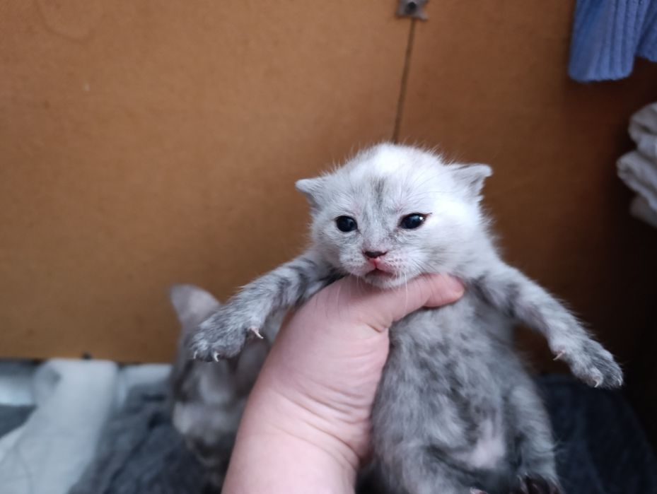 Продам шотландские котята