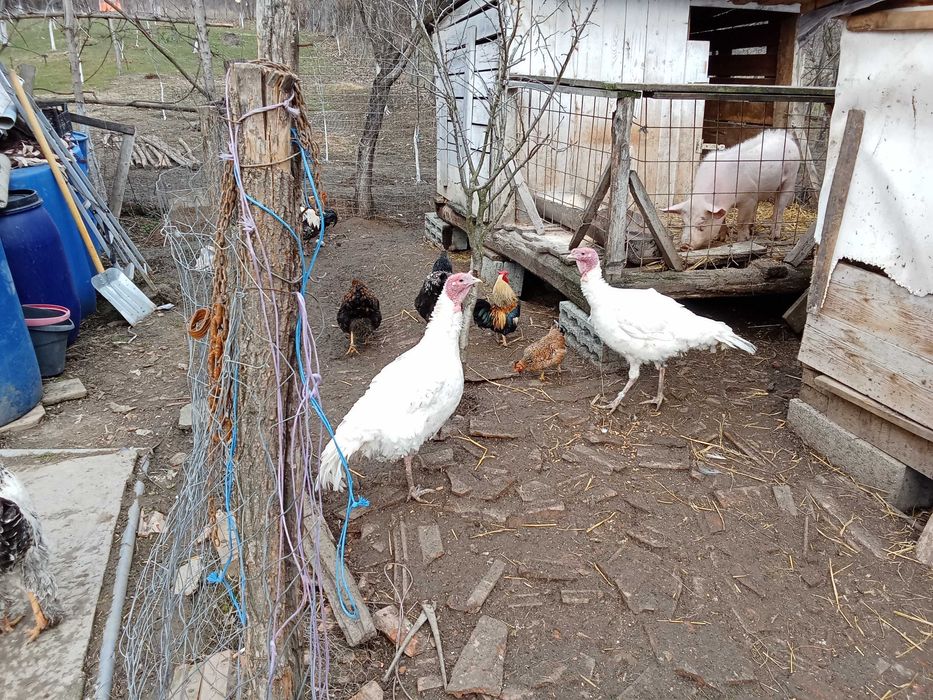 Curcan de casă bio.