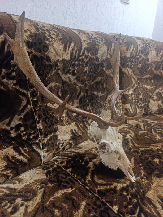 Еленски рога със череп