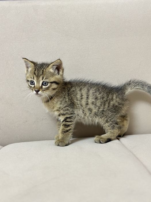 Котенок в надежные руки