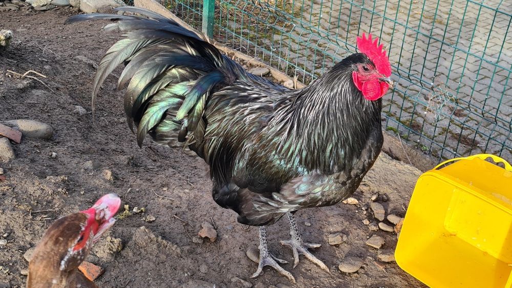 Cocoș Australorp