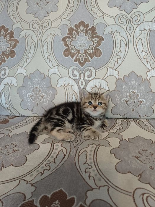 Котята мраморные шотландцы