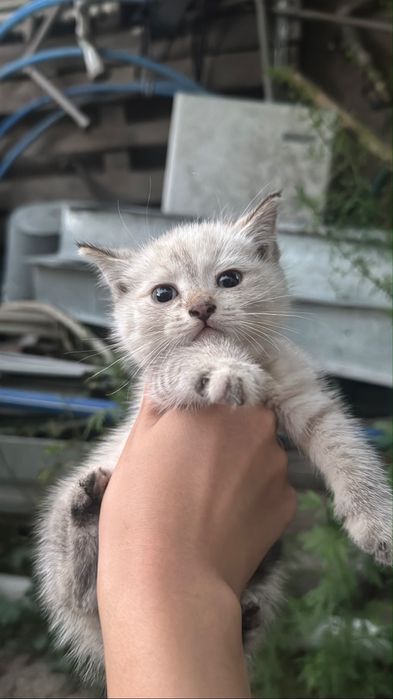 продам котят!!красивые