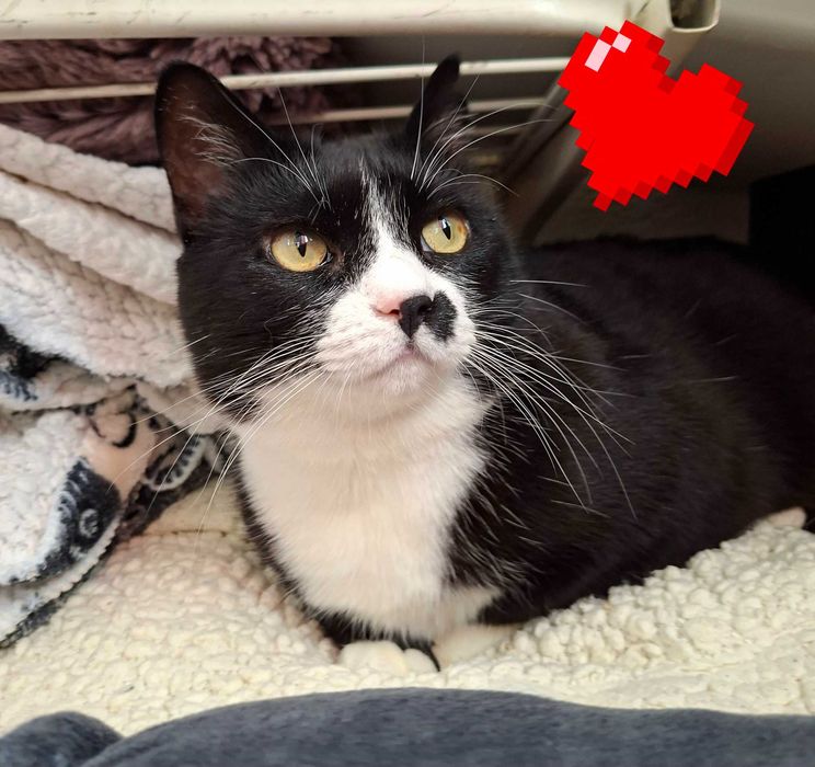 Adoptie pisica neagra curte Martafica
