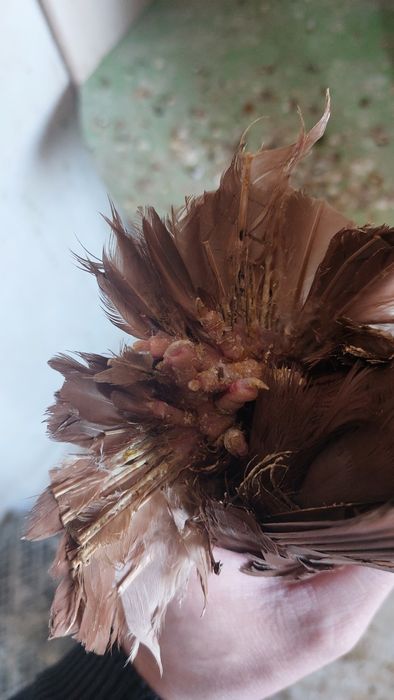 Голуби Красный руян кептер