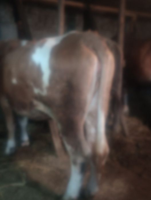 Vând vacă mai multe detalii în privat preț negociabil