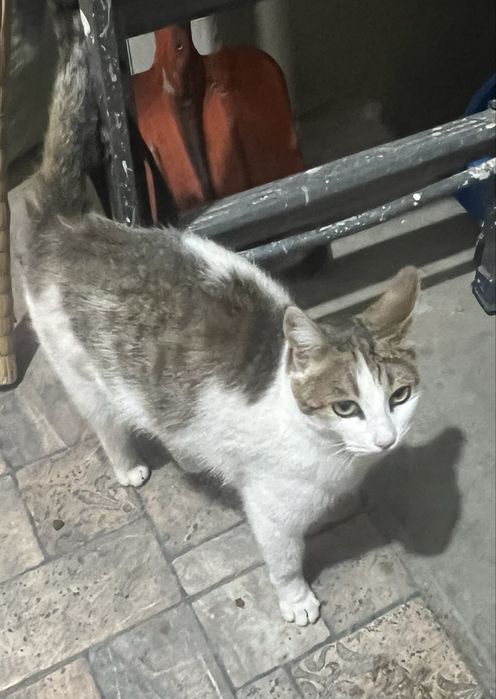 Отдам в добрые руки