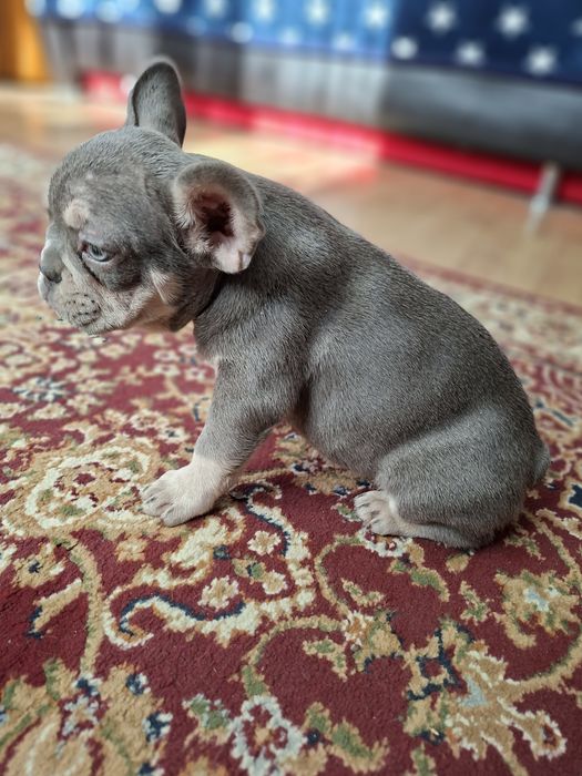 Bulldog francez mascul lilac tan
