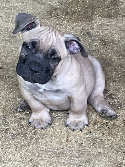 Щенки американский булли