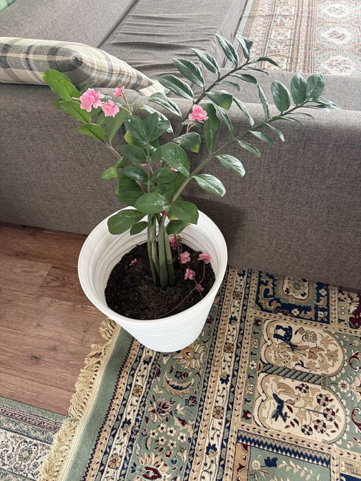 Продаю цветы доллары