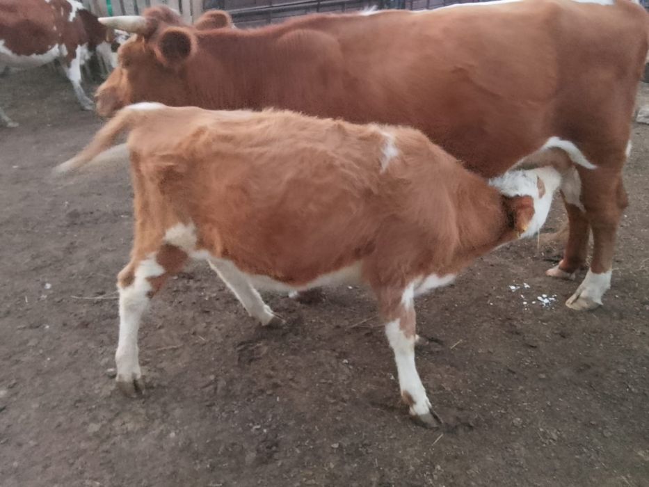 Продам телку. 6месяц.
