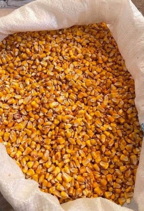Mazăre selectată, Porumb