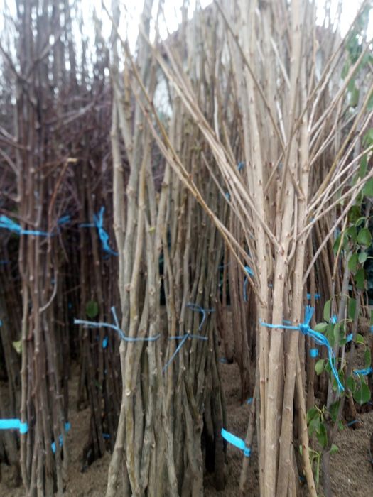 Pomi fructiferi  diverse soiuri