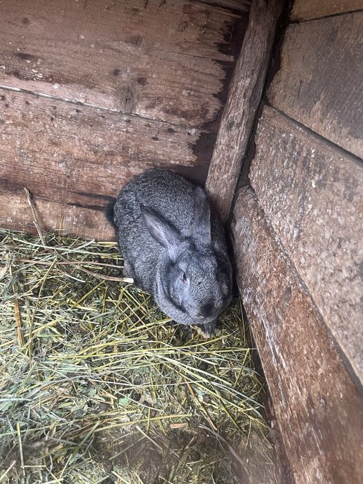 Vând iepuri de casă