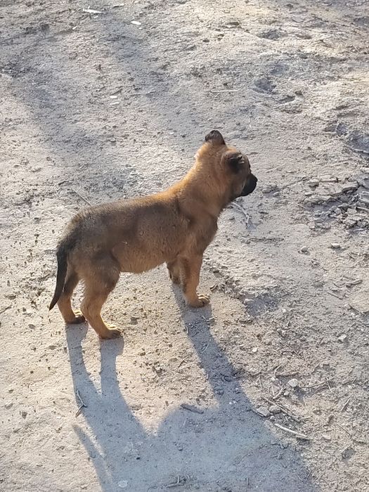 Малинуа кучук сотилоди аркак икки ойлик