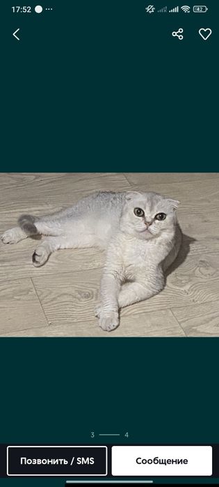 Мальчик чистокровный шотландец