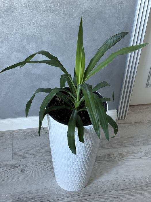 Комнатные цветы, комнатные растения