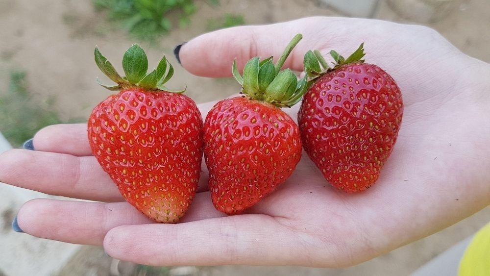 Продам рассаду клубники