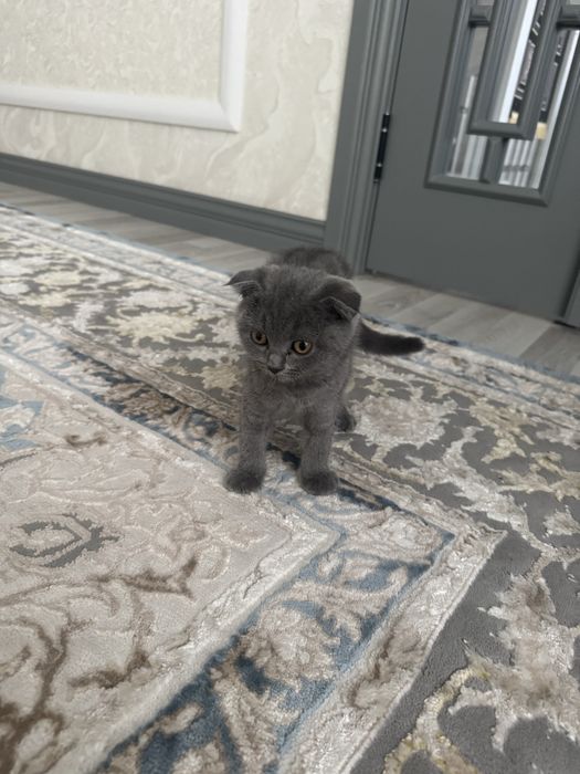 Scottish Fold (quloqlari bukilgan)