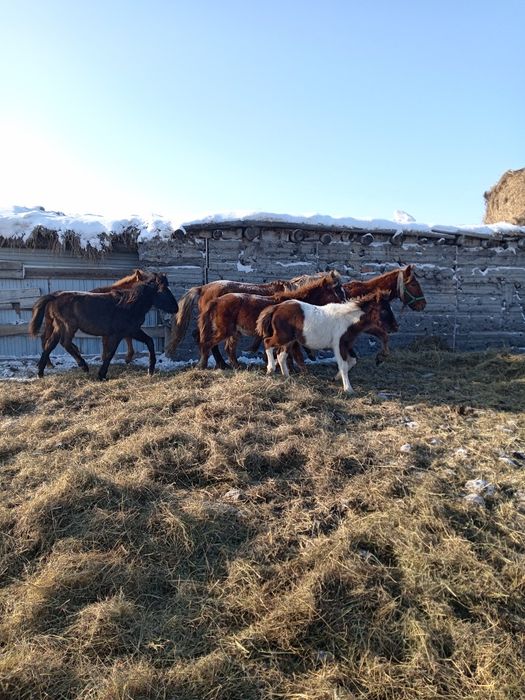 Продам жабагы 4 бас