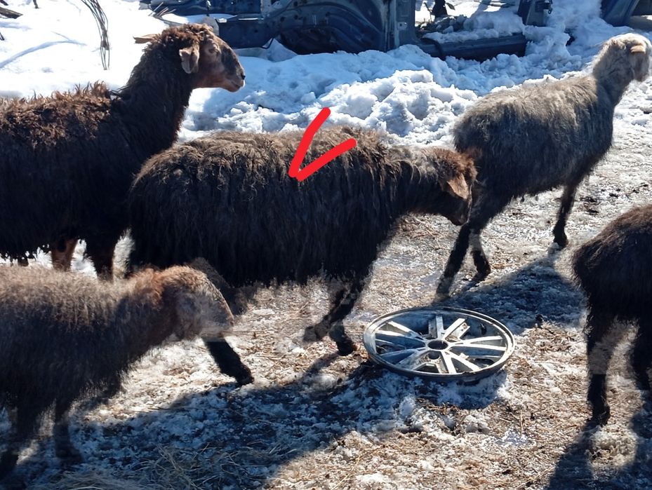 қой  сатылады союға малдануға