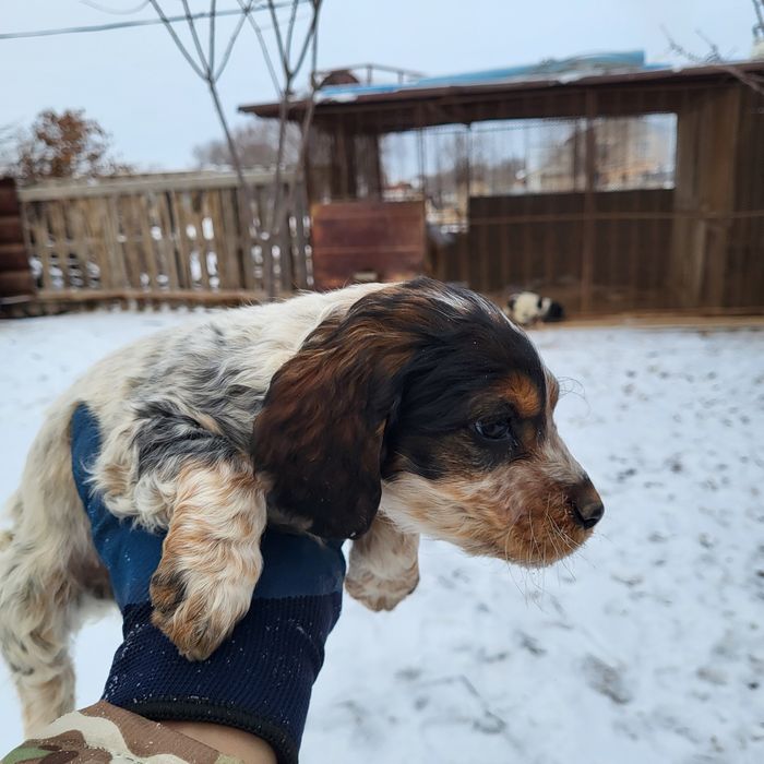 Продам охотничий шенок девочка