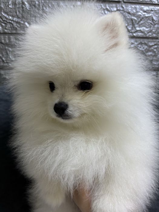 Продается щенок  белого шпица