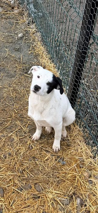 Catei pentru adoptie