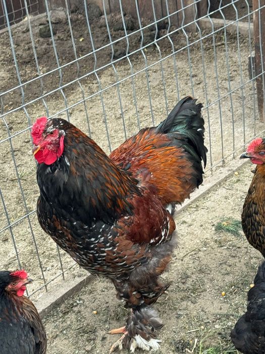 Cocoș Brahma Porțelan