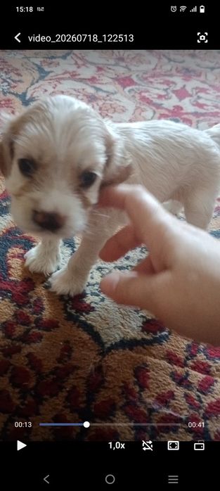 Продается щенки английский кокер спаниэль