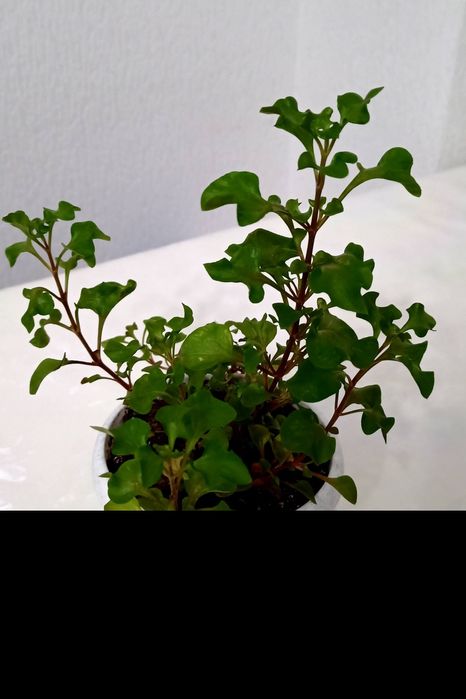 Распродажа цветов. 2000,  800