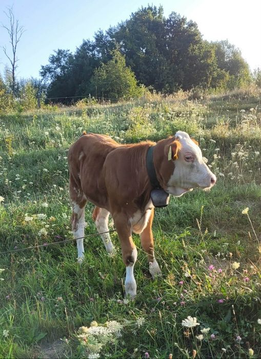 Vând vitele bălțată și angus