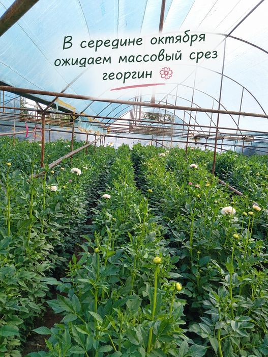 Клубня георгины на заказ