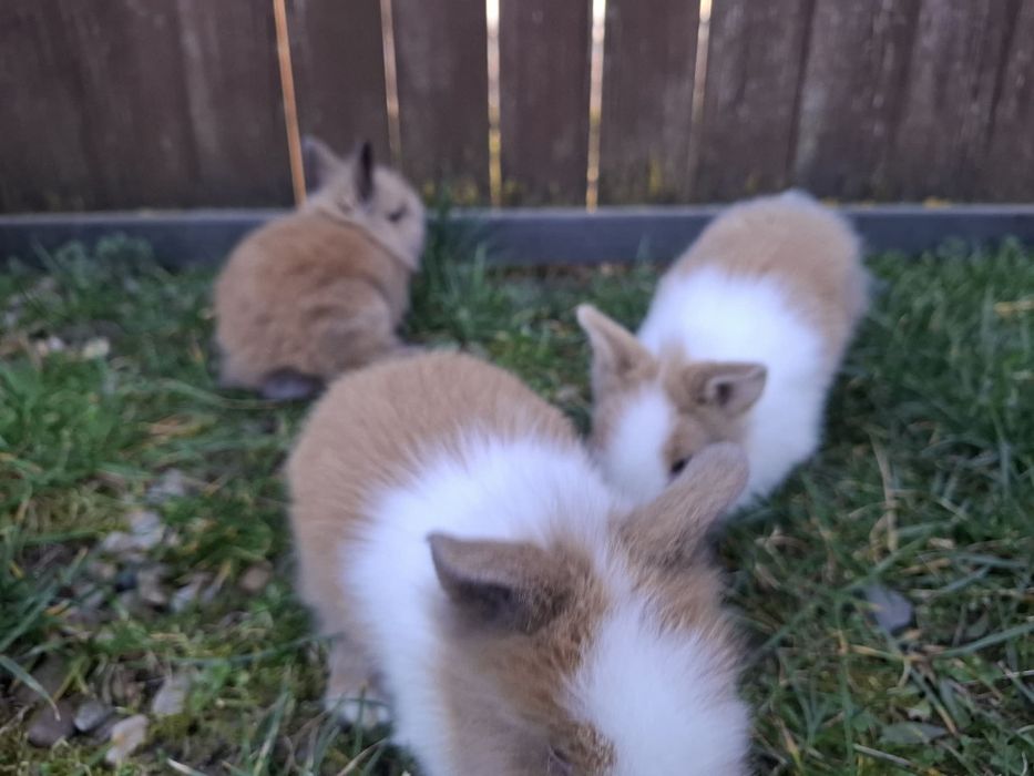 Vând iepuri din rasa cap de leu pitic