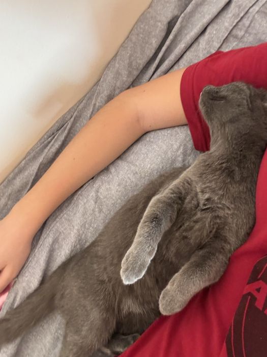 Русская голубая кошечка