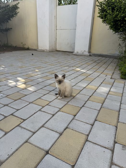 Отдам котов в добрые руки!