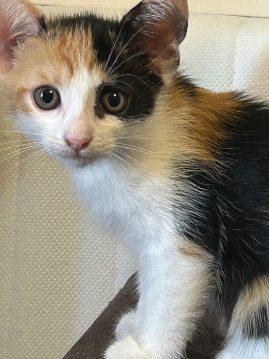 Adopții pisicute