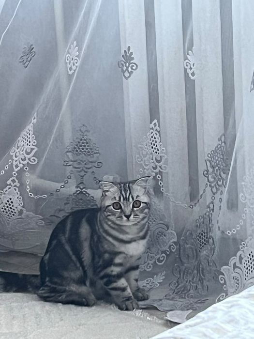 Продам котенка пародистая ласковая