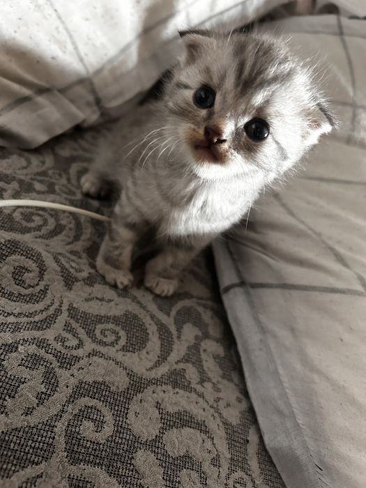 Котята в добрые руки бесплатно!!
