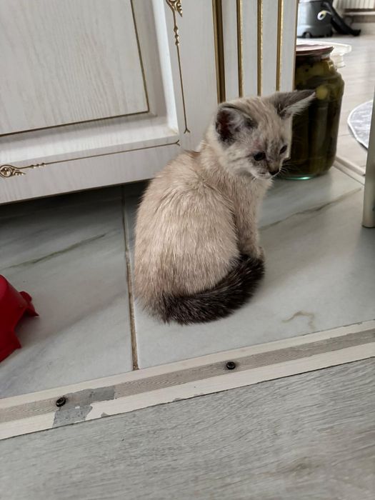 Маленький котёнок девочка