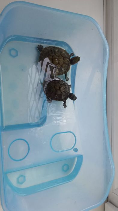 Продам  2 ух черепашек