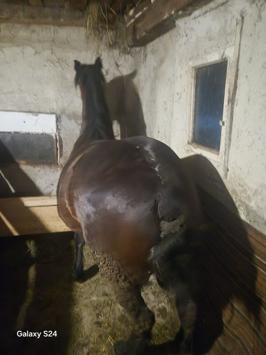 Vand manza 3 jumate Gestanta