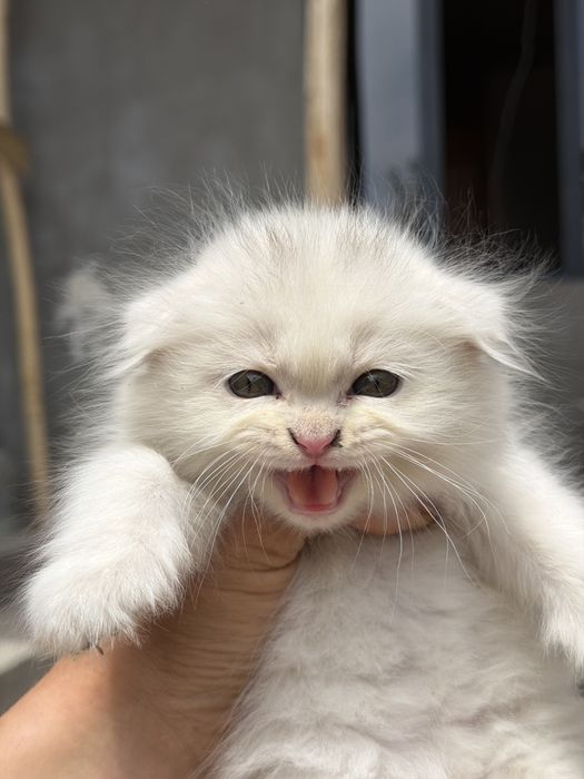 mushun cunadganla bladi buni  narxn kelwamz bemalol tel qlila